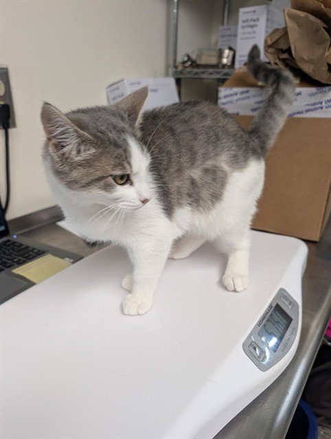 BUBBLES - Domestic Short Hair available for adoption