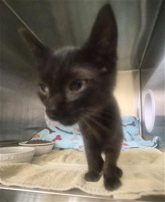 KATSU - Domestic Short Hair available for adoption