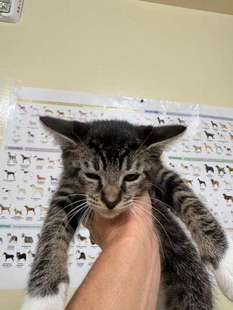 MARLBORO MAN - Domestic Short Hair available for adoption