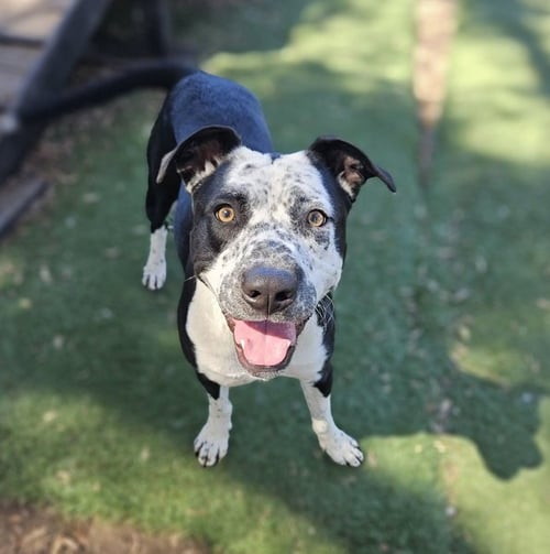 COCO - Pit Bull Terrier available for adoption