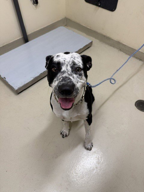 COCO - Pit Bull Terrier available for adoption