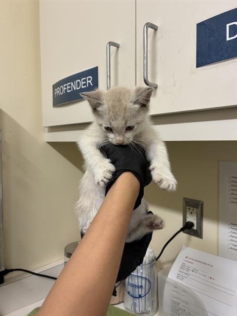 PROSCIUTTO - Domestic Short Hair for adoption in Fremont