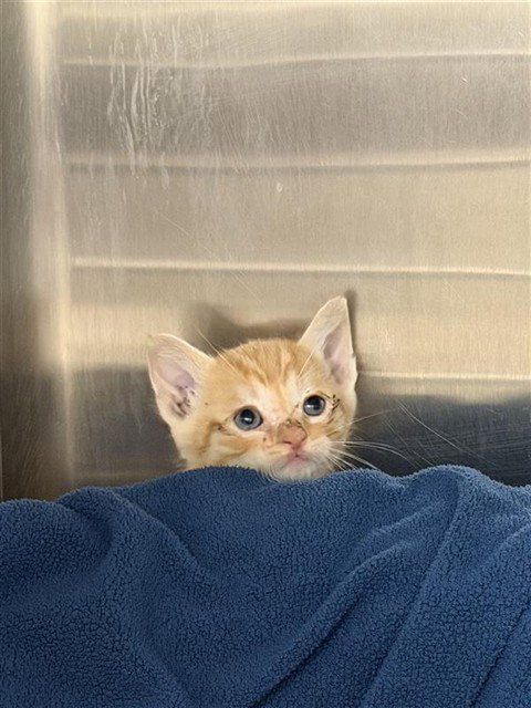 SIMBA - Domestic Short Hair for adoption in Fremont
