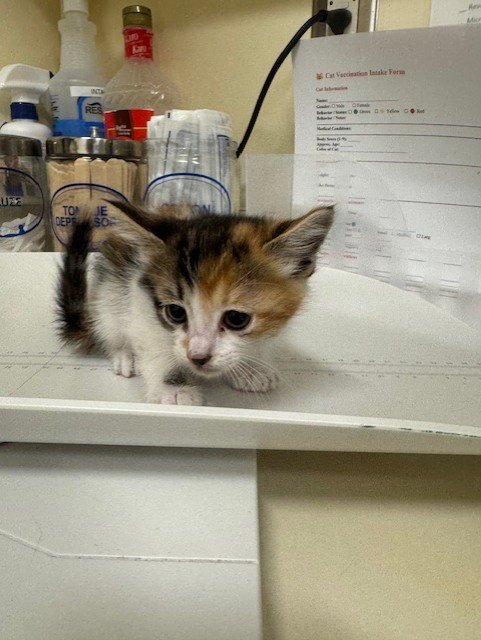 A198297 - Domestic Short Hair available for adoption