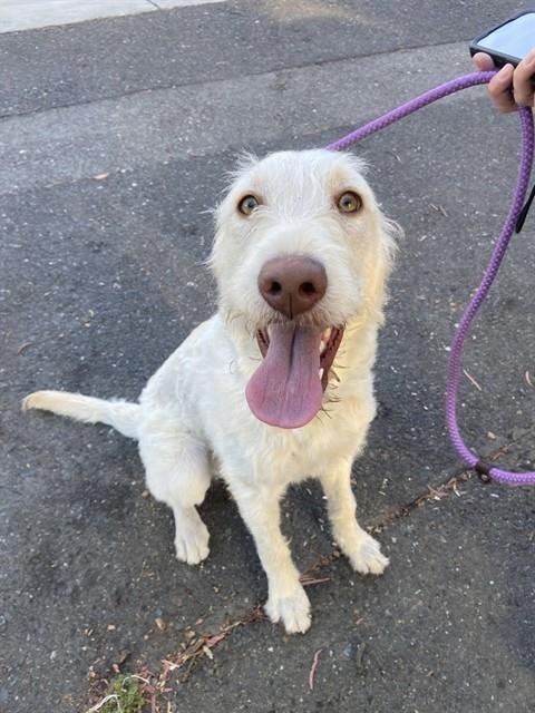 LUCKY - Labrador Retriever available for adoption