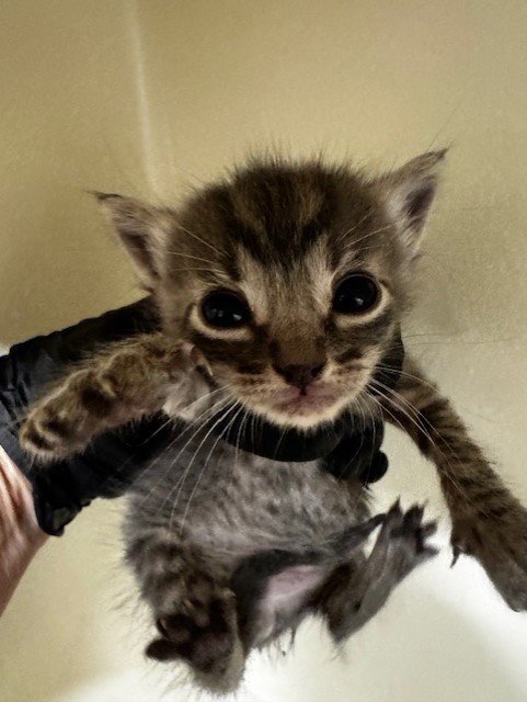 A198130 - Domestic Short Hair available for adoption