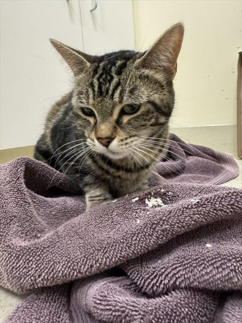 A198758 - Domestic Medium Hair available for adoption