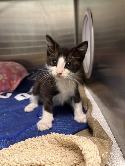 MOZART - Domestic Short Hair for adoption in Fremont