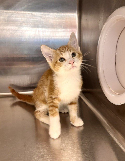 CHEESE - Domestic Short Hair available for adoption
