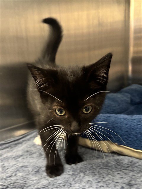 MULLIGAN - Domestic Medium Hair available for adoption