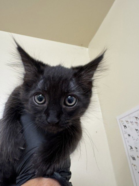 A198638 - Domestic Short Hair available for adoption