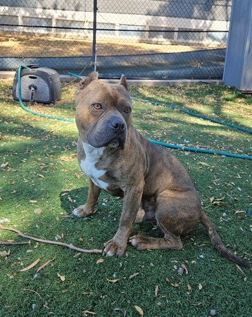 DRACCO - Pit Bull Terrier available for adoption