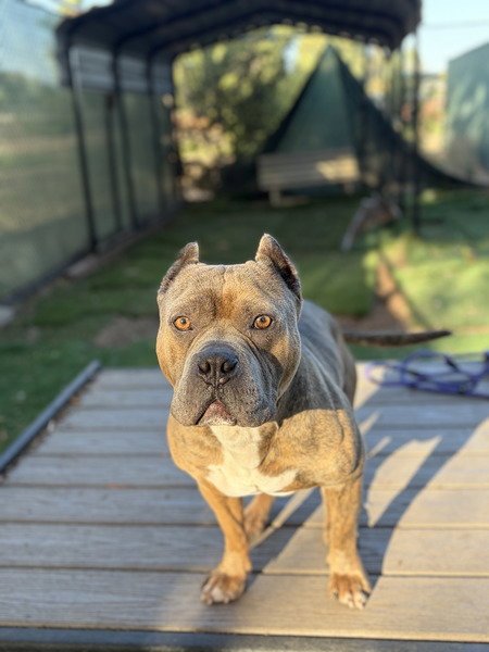 DRACCO - Pit Bull Terrier available for adoption