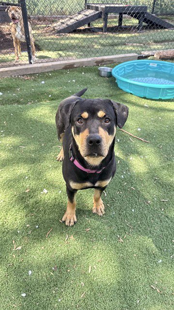 CINNABON - Rottweiler available for adoption