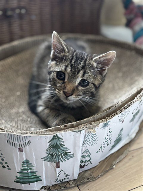 NOODLES - Domestic Short Hair available for adoption