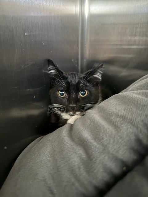 SNAPDRAGON - Domestic Short Hair available for adoption