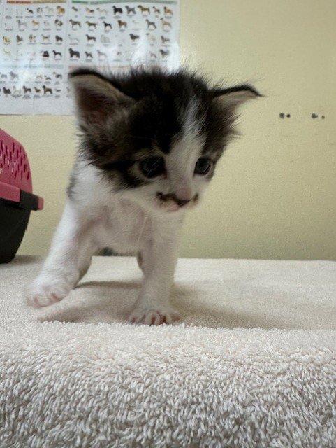 A198252 - Domestic Medium Hair available for adoption