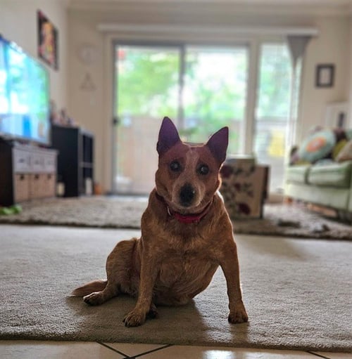 CHICHI - Queensland Heeler available for adoption