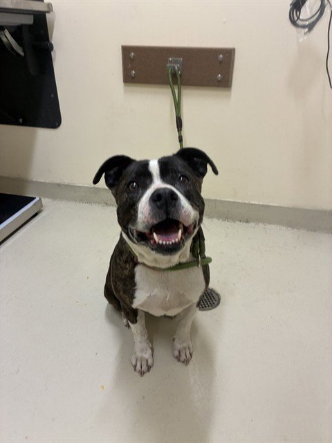 OREO - Pit Bull Terrier for adoption in Fremont