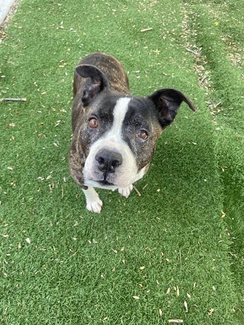 OREO - Pit Bull Terrier available for adoption