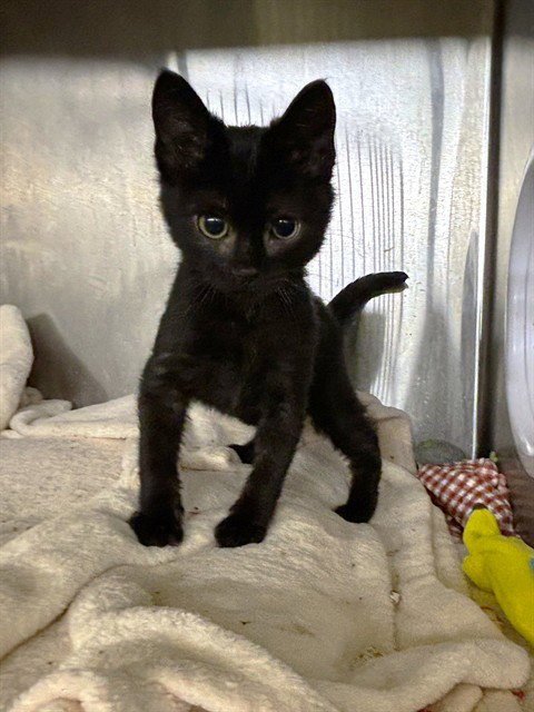 A199066 - Domestic Short Hair available for adoption