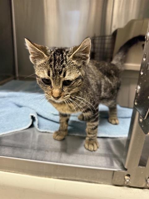 A199507 - Domestic Short Hair available for adoption