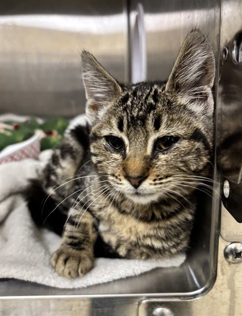A199507 - Domestic Short Hair available for adoption