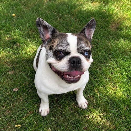 LILY - French Bulldog for adoption in Fremont
