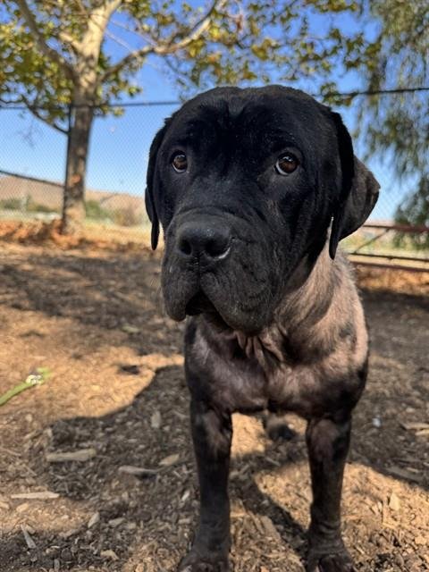 *ANGEL - Pit Bull Terrier available for adoption