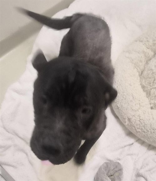A199452 - Pit Bull Terrier available for adoption