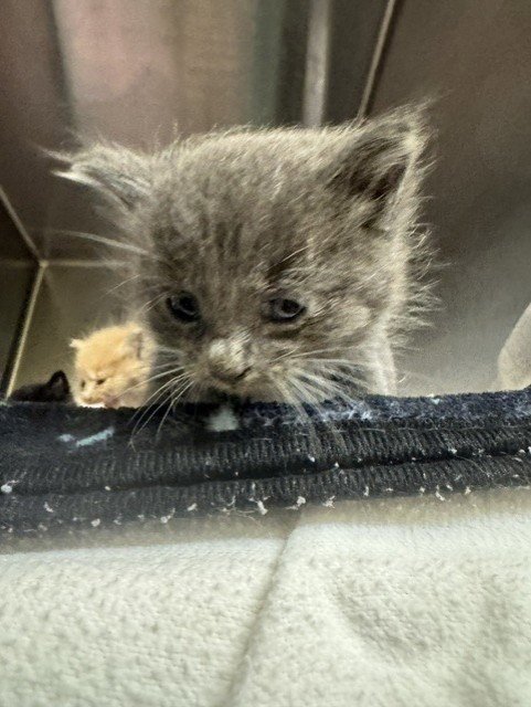 *CALCETINES - Domestic Short Hair available for adoption