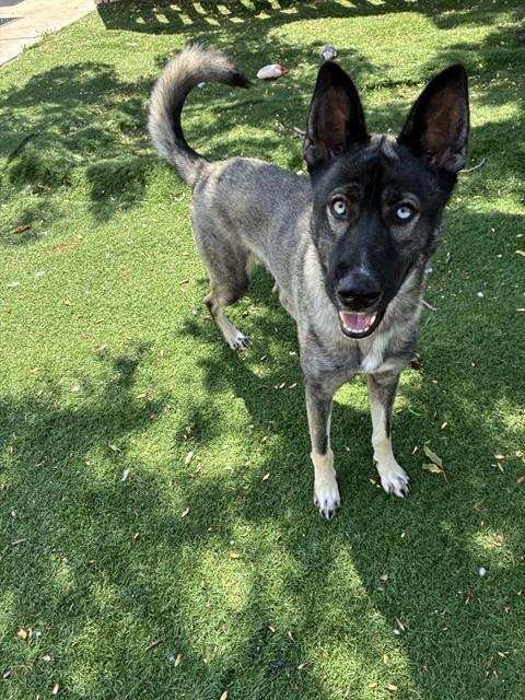 A198934 - Belgian Shepherd Malinois available for adoption
