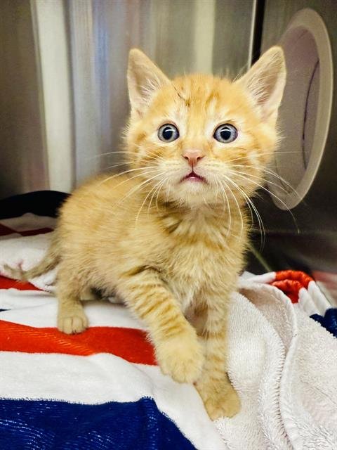 PICKLED GINGER - Domestic Short Hair available for adoption