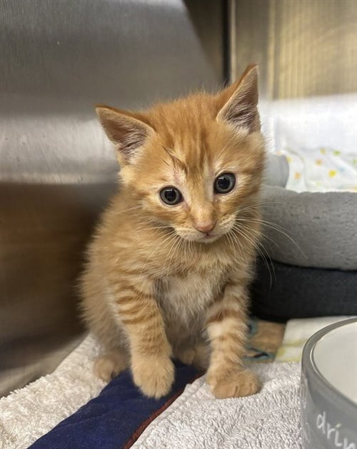 PICKLED GINGER - Domestic Short Hair available for adoption