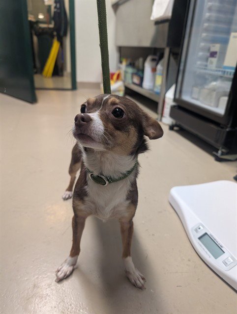 PEREGRINE - Chihuahua available for adoption