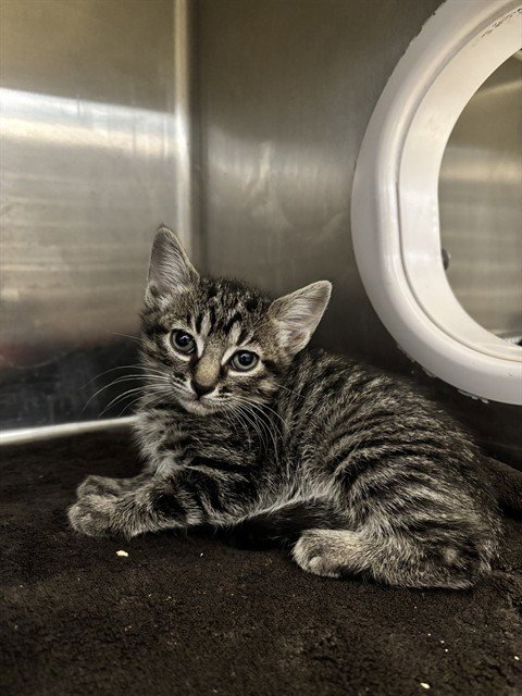 PHARAOH - Domestic Short Hair available for adoption