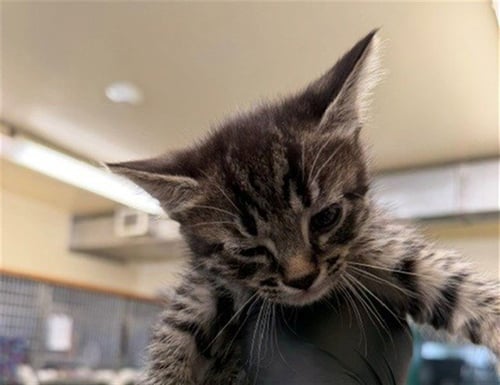 CORAZON - Domestic Short Hair available for adoption