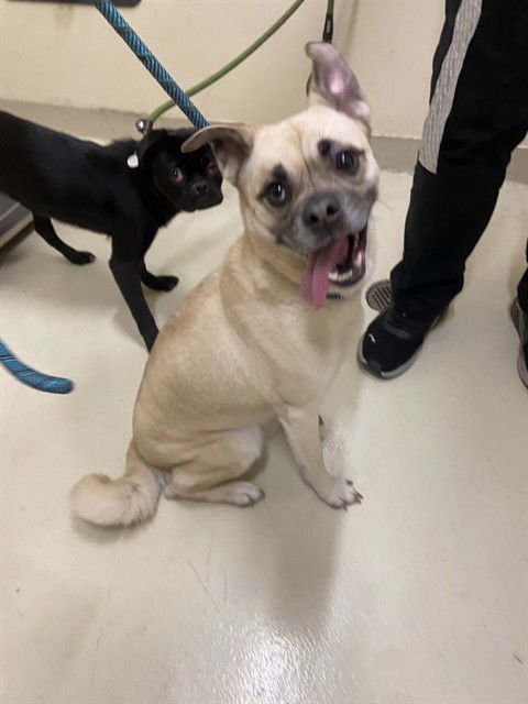*FRANKIE - Pug available for adoption