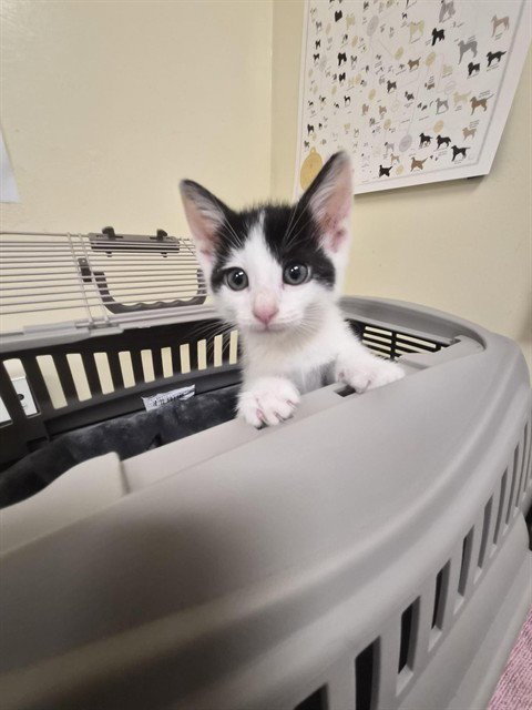 HOLSTEIN - Domestic Short Hair available for adoption