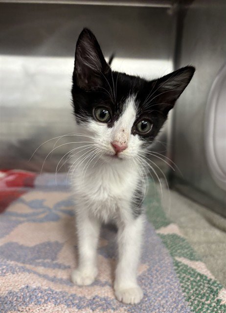 HENLEY - Domestic Short Hair available for adoption