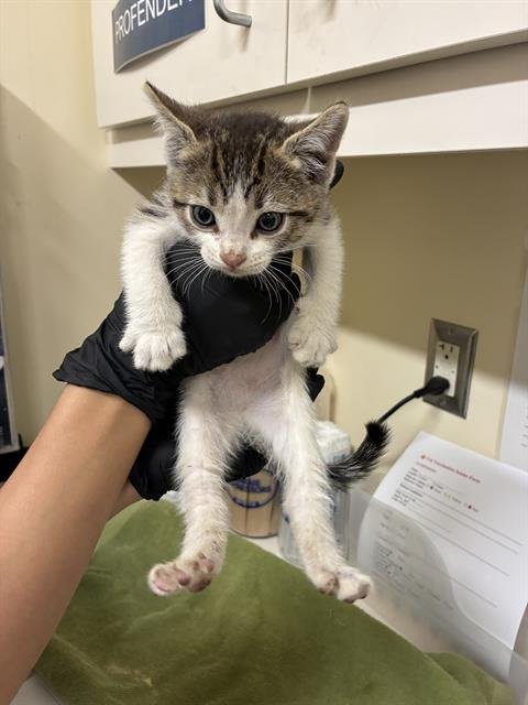 MICHELLE - Domestic Short Hair for adoption in Fremont