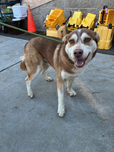 *REX - Husky available for adoption