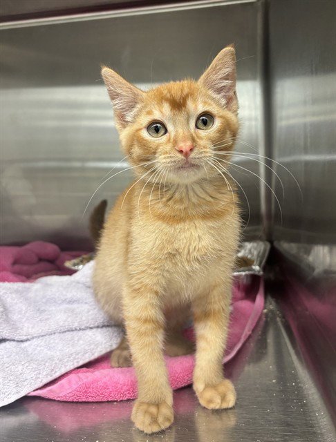 LORD NUGGET - Domestic Short Hair available for adoption