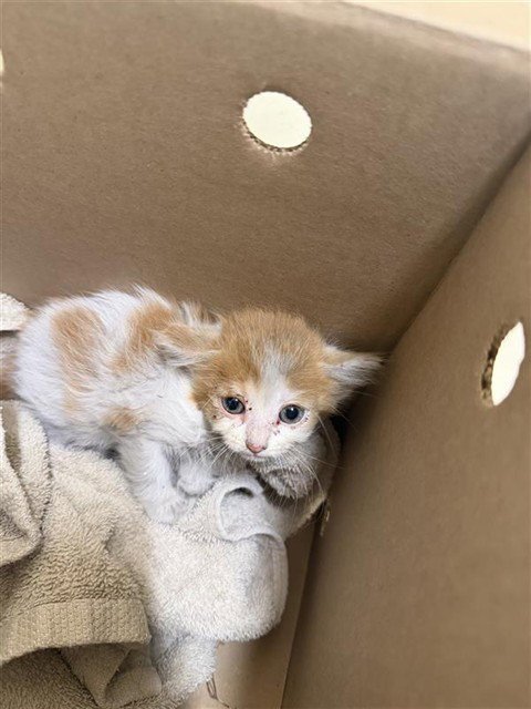 A198304 - Domestic Short Hair available for adoption