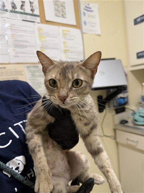 MUFFIN - Domestic Short Hair available for adoption