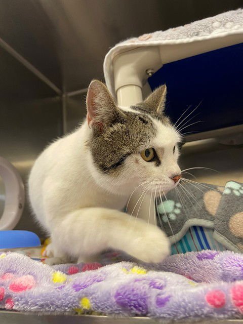 JOSSIE - Domestic Short Hair available for adoption