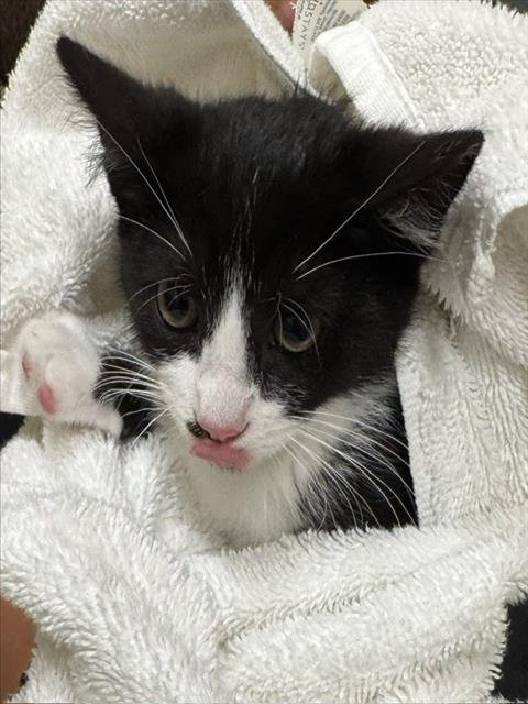 HAPPY CAT Image
