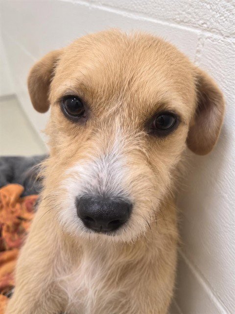 A199455 - Toy Fox Terrier available for adoption