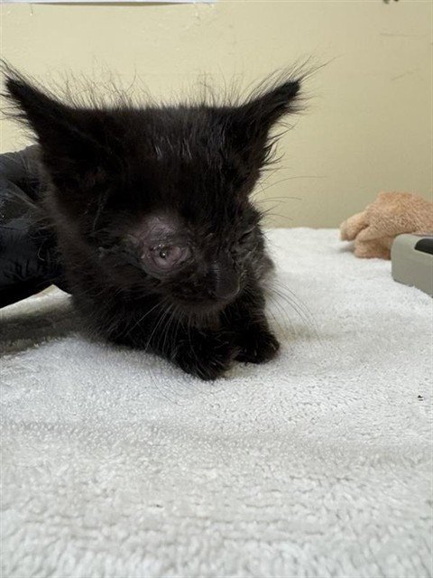 BIRDIE - Domestic Medium Hair available for adoption
