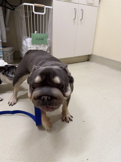 CHATA - French Bulldog available for adoption